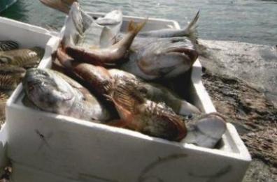 Pesca in Puglia, battuta d'arresto (-40%) per chiusura 20mila ristoranti