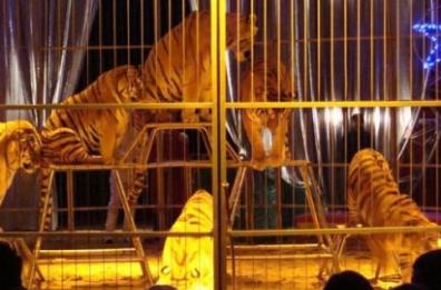 Gioia del colle, visite gratuite allo zoo è il «grazie» dei circensi
