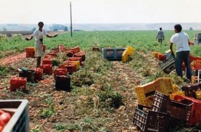 Nardò, fa troppo caldo: il sindaco vieta lavoro nei campi tra le 12.30 e le 16