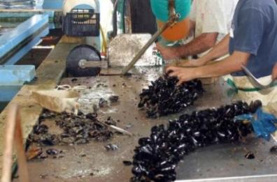 Aumento canoni del demanio, protestano i mitilicoltori di Taranto