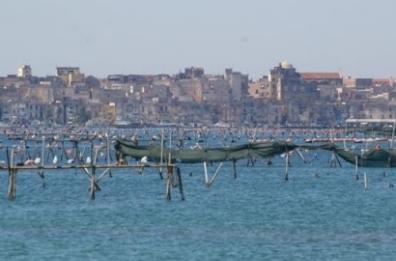 Puglia, Pentassuglia: «300mila euro per sostenere mitilicoltura»