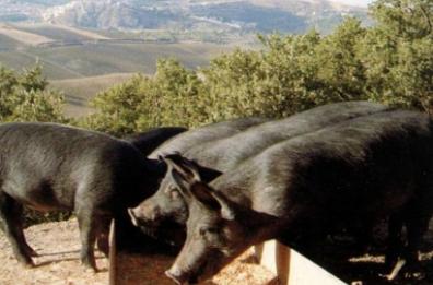 Test genetici per salvare il suino nero della Basilicata 
