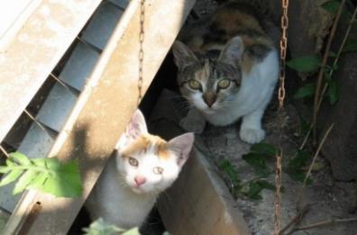«Gattini avvelenati», scatta l’allarme nel Leccese: avviati gli accertamenti a Martano