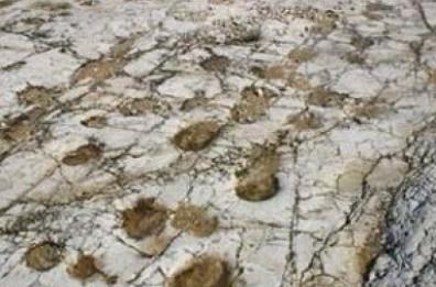 Cava dinosauri riapre nel 2019
 50mila impronte da ammirare
