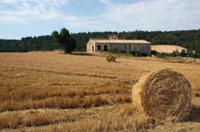 Foggia, grano duro, numeri in ribasso: «Scendiamo sotto i 7 milioni»