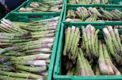 Va a raccogliere asparagi
viene morso da vipera: in coma