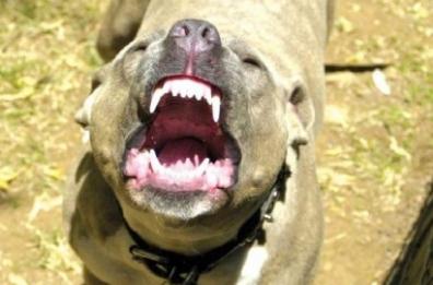Serracapriola, bimba di 7 anni azzannata da Pitbull: mamma si lancia dal balcone per proteggerla
