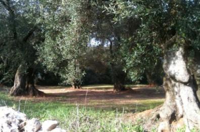 Xylella, ok a reimpianto ulivi
«Ma la Regione sblocchi il Psr»

