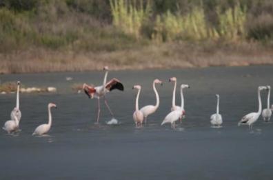 Fenicotteri e acque cristalline: ecco l’oasi dell’«altra Taranto»