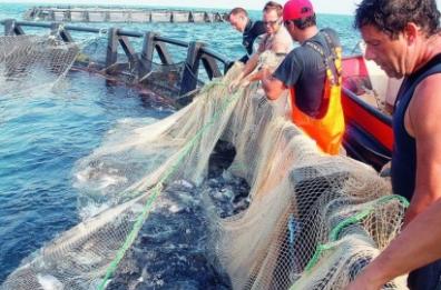 Puglia, scatta il fermo pesca nell'Adriatico: occhio agli acquisti