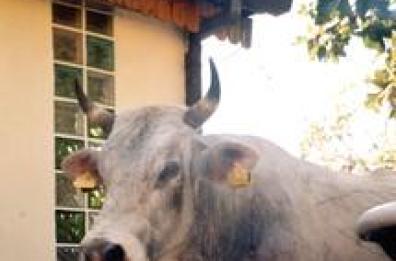 Toro fugge da macello e semina 
 panico zona industriale Lecce