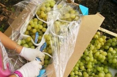 Basilicata, uva da tavola costa troppo poco: settore è a rischio