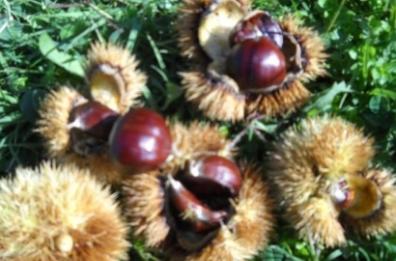 Sorpresi nel Vulture
a rubare castagne