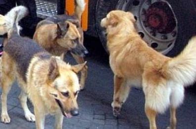 Novoli, contrasto efficace al randagismo con l’adozione degli animali