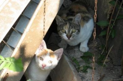 Manduria, più tutele per le colonie feline fra sterilizzazioni e nuova segnaletica