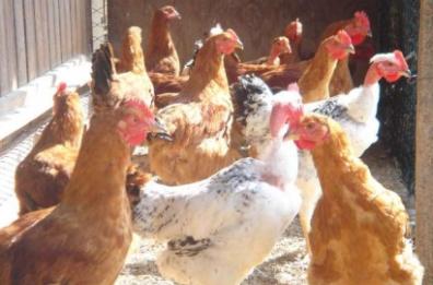 Fasano, tornano i ladri di galline: pollaio «svuotato» in due notti