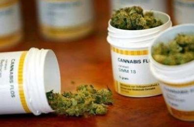 Foggia, cannabis terapeutica a ruba: sottratte piantine destinate ad azienda farmaceutica