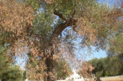 Xylella,  Italia olivicola: «300 milioni da destinare alle aziende distrutte dal batterio»