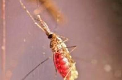 Malaria, stop donazioni 
 per i residenti di Ginosa
 La misura durerà sei mesi
