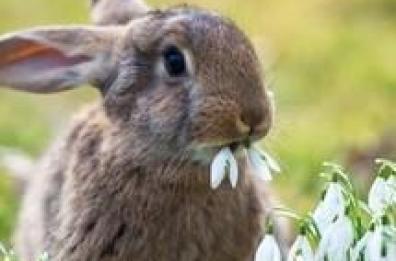 Come convivere con un coniglietto