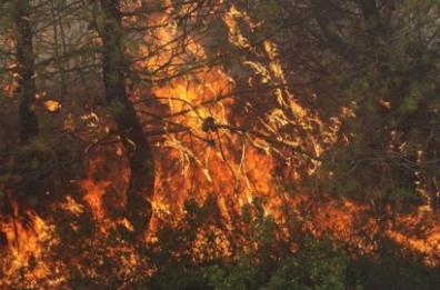 Incendi sul Pollino, denunciato
un 50enne per undici roghi