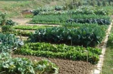 A Bari orti sociali e aree verdi
da curare a due passi da casa