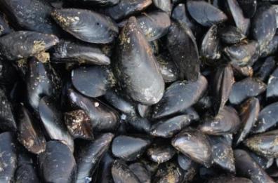 Taranto, nasce lo slow food della cozza: la biodiversità riparte dal mare