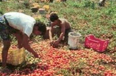Potenza, in ritardo sul pomodoro: stagionali, dove ospitarli?