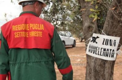 Xylella Puglia, Emiliano conferma: «Diamo attuazione al Piano da 120 mln»