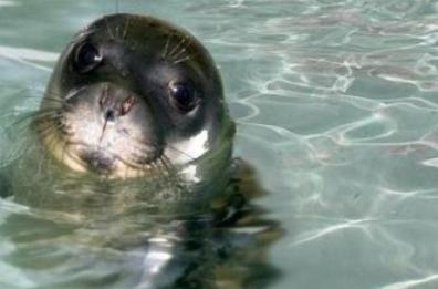 Portoselvaggio,  parte il monitoraggio della foca monaca