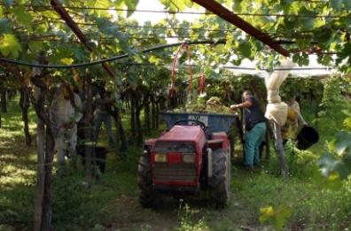 Basilicata, da Regione 1mln per impianti viticoli 