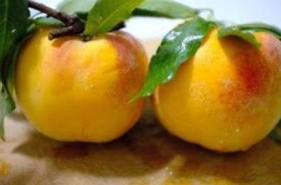 Canosa nel segno della «baby gold»: la percoca di Loconia