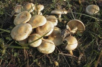 San Donaci, mangiano funghi velenosi: coppia intossicata finisce in ospedale