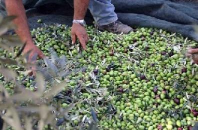 Canosa, ruba delle olive, danneggia alberi e ferisce un poliziotto: arrestato