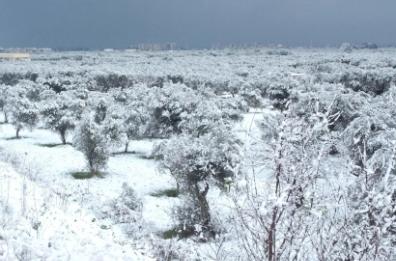 Nevicate di gennaio
dal Governo 11,4 milioni