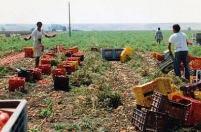 Psr Puglia, Tar accoglie ricorso aziende agricole: nuovo graduatoria pronta a luglio