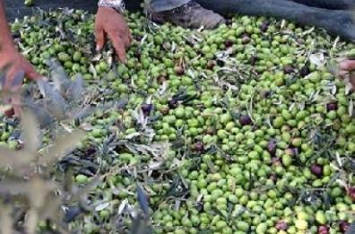 Furti di olive a Cerignola
e Trinitapoli: nove arresti