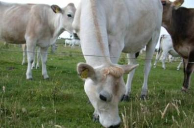 La rete idrica va fuori uso
bestiame morto e disidratato
