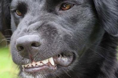 Cannole, bimba azzannata da cane: dimessa dal «Fazzi» dopo un mese 