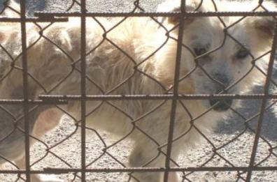 Ugento, sequestrato canile lager: 35 cani denutriti e carcasse di animali 