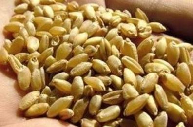 Allarme agricoltura, sindaco di Melfi: «Stato calamità per settore cerealicolo»