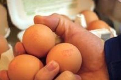 Foggia, ragazzini lanciano uova contro autobus di linea