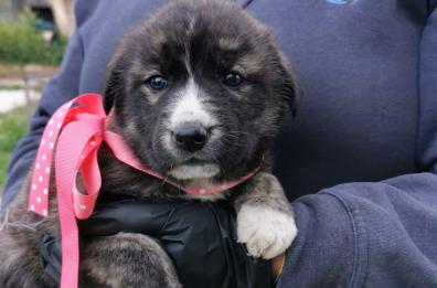 Due cucciolate gettate nella spazzatura tratte in salvo a Lucera e Casalnuovo Monterotaro 