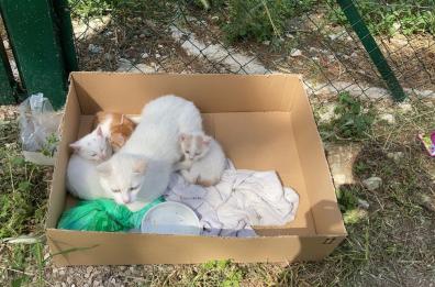 Lecce, regole per la colonia felina del cimitero: multe per chi dà da mangiare ai gatti