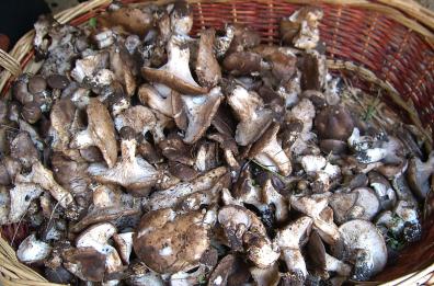 Il Gargano e il cardoncello: «Cibo per gli dei»