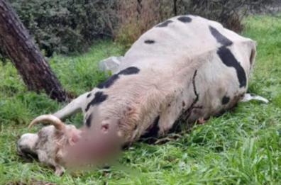 Attacchi di lupi e cani selvatici: è allarme in Puglia