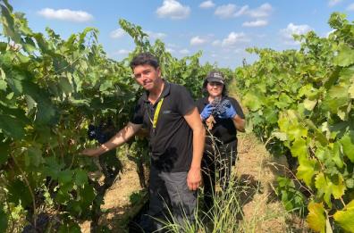 I vini pugliesi premiati da Forbes: mai così tanto «made in Puglia» venduto all'estero