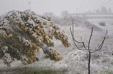 Puglia, nevica anche sulle mimose, Coldiretti: «A rischio l'8 marzo»