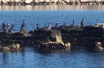 «Invasione di cormorani in Puglia»: è allarme pesca