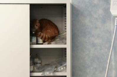Gatti a spasso negli ospedali di Lecce e Gallipoli